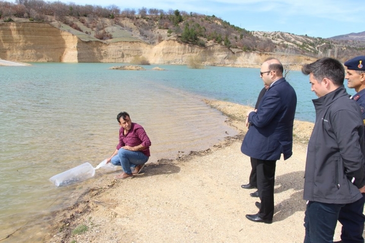 Göletlere 25 Bin Adet Pullu Sazan