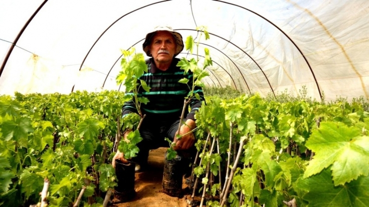 Budanan Bağ Çubuklarını Fidana Dönüştürdü