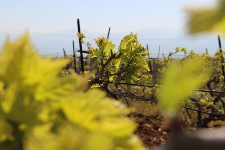 Üzümün Başkentinde Bağlar Göz Verdi, Üretici Umutlu