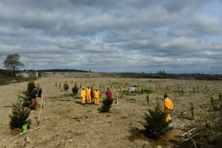 1919 Fidanla “100 Yıl Kurtuluş Ormanı” Oluşturuldu