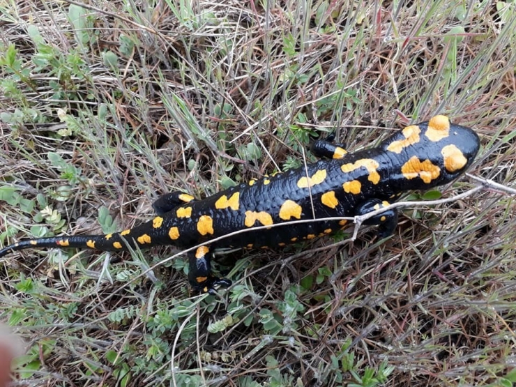 Adana’da Nesli Tükenmekte Olan Semender Bulundu