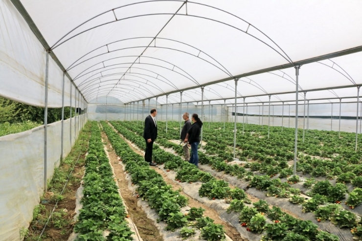 Adana’da Kadın Girişimciden Çilek Serası