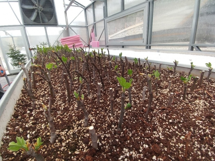 Yerel İncir Türlerinin Üretimi İçin Harekete Geçtiler