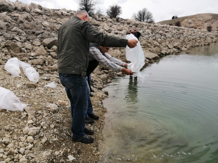Antalya’da 3 Gölete 50 Bin Yavru Sazan Balığı Bırakıldı