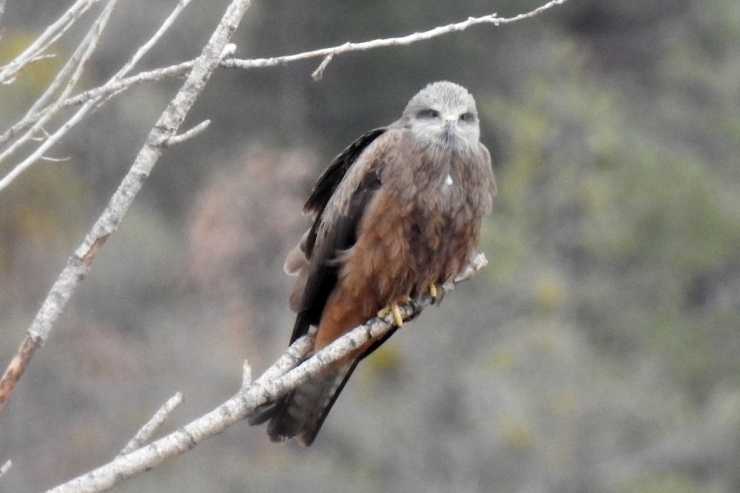 Bir Anda Gökyüzünü Sardılar, Gümüşhane’de İlk Kez Görüntülendiler