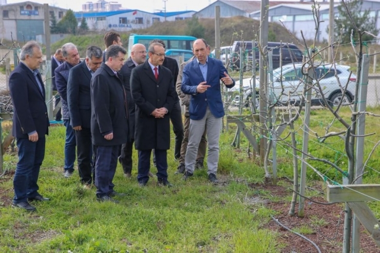 Örnek Fındık Bahçesi Yeşillendi