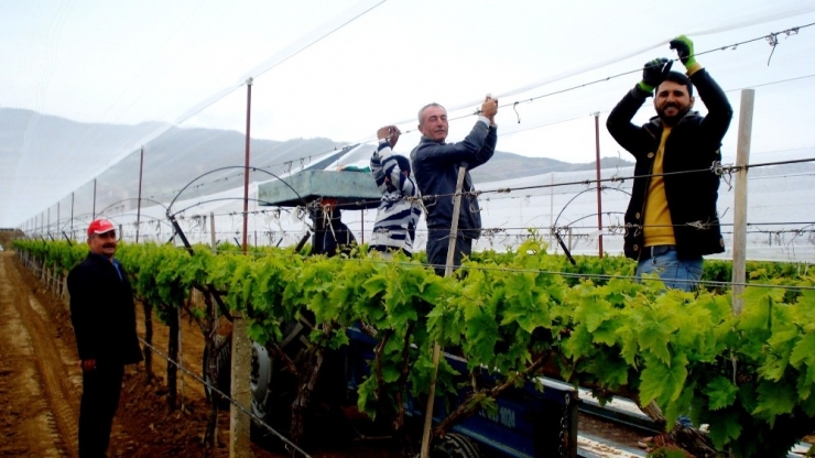 Sarıgöl’de Üzüm Bağlarına Dolu Önlemi