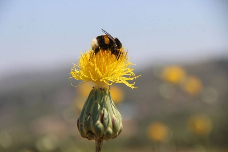 Kuşadası’nda Tülüşah Koruma Çalışmaları Devam Ediyor
