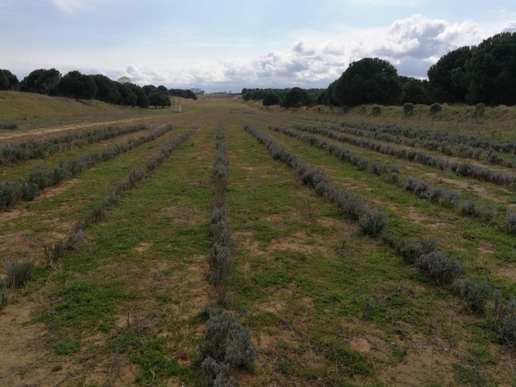 Melen Balsuyu Projesinde Sona Gelindi