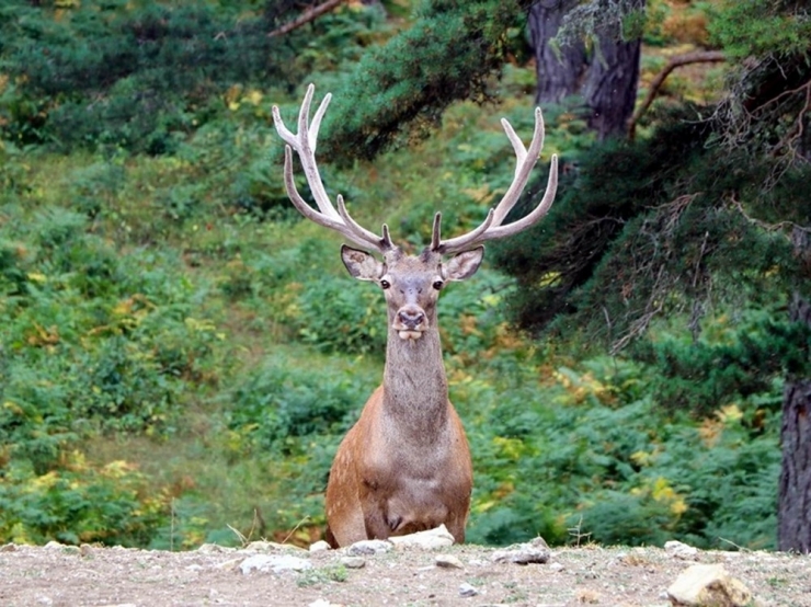75 Kızıl Geyik Doğaya Salındı