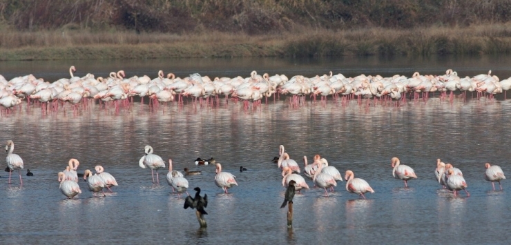 Hersek Lagünü Göçmen Kuşları Misafir Ediyor