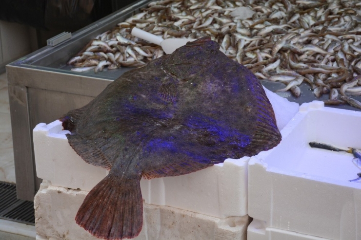 Kalkan Balığının Fiyatı Dudak Uçuklatıyor