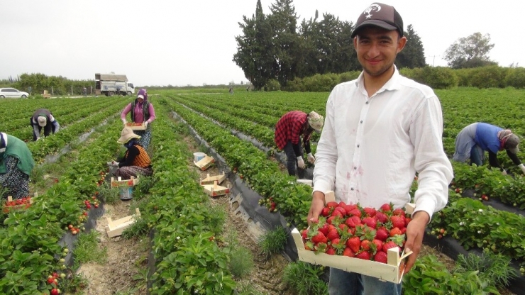 Mersin’de Açıkta Çilek Hasadı Başladı, Rusya Talebi Arttırdı
