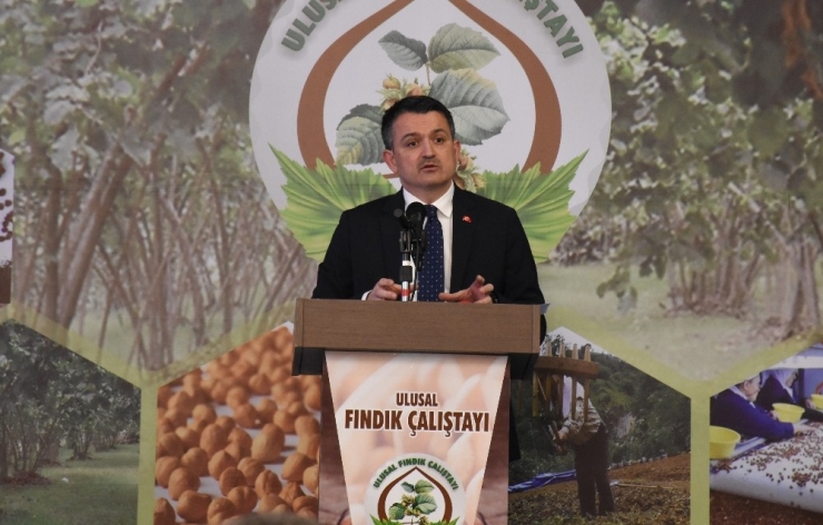 Bakan Pakdemirli: "Fındığın Türkiye’ye Katkısını, 3 Milyar Dolar Olarak Belirledik"