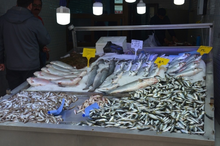 Sinoplu Balıkçılardan Sezon Değerlendirmesi