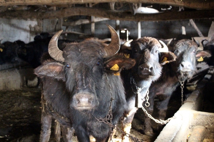 Samsun Manda Sayısında Türkiye 1’incisi, Büyükbaşta İse Türkiye 9’uncusu