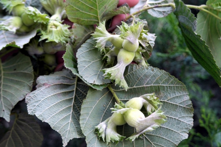 Samsun Meyve Üretiminde İlk Sıralarda Yer Alıyor