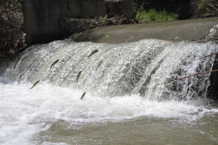 "Siraz"ın Akıntıya Karşı Göçü Başladı