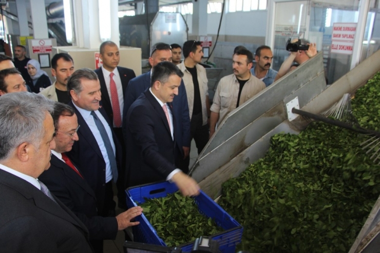 Bakan Pakdemirli Rize’de Çay Fabrikalarını Gezdi