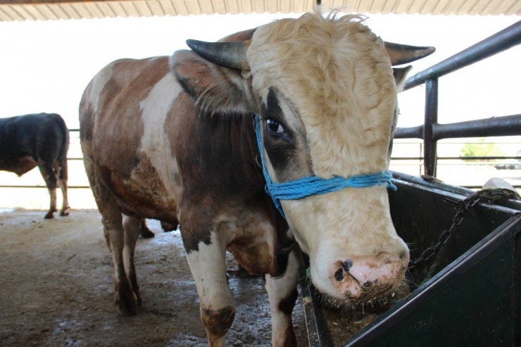 Büyükbaş Hayvan Sayısı Arttı