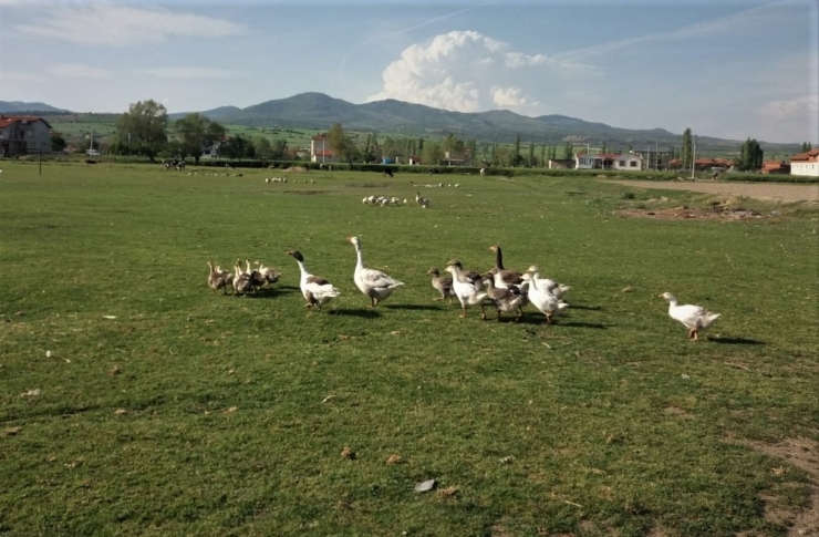 Uşak Kazları Kars Kazlarına Rakip Oluyor