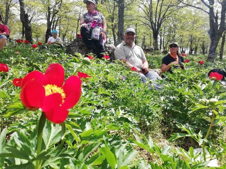 Şakayık Doğa Tutkunlarını Kazdağları’na Çekiyor