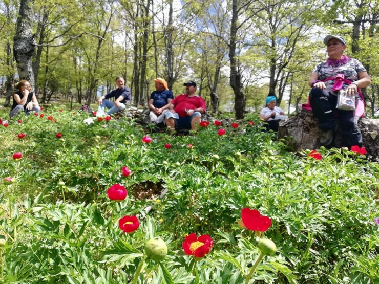 Şakayık Doğa Tutkunlarını Kazdağları’na Çekiyor