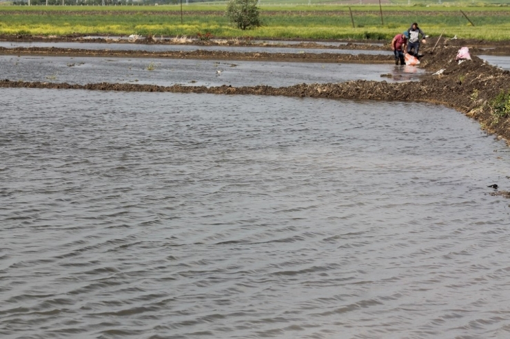 Çeltik Su İle Buluştu