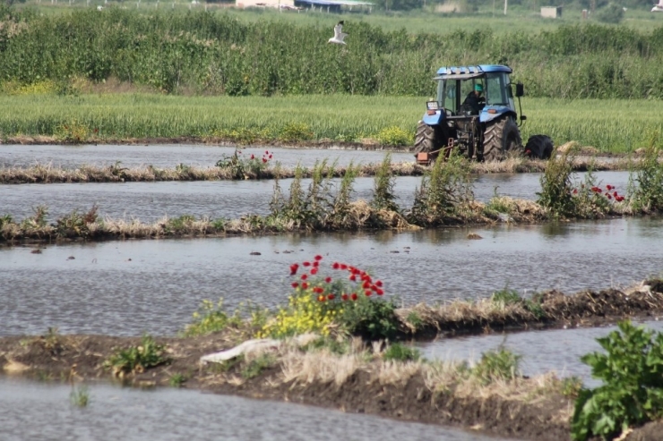 Çeltik Su İle Buluştu