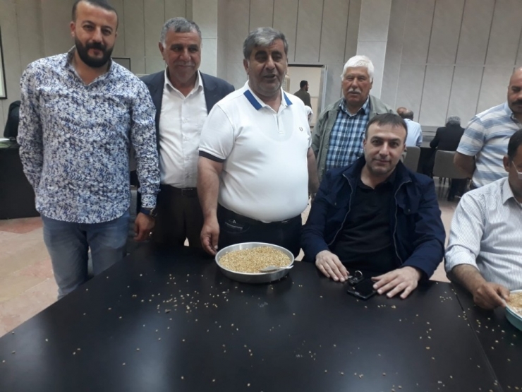 Hasat Sezonunun İlk Buğdayı Gtb’de İşlem Gördü