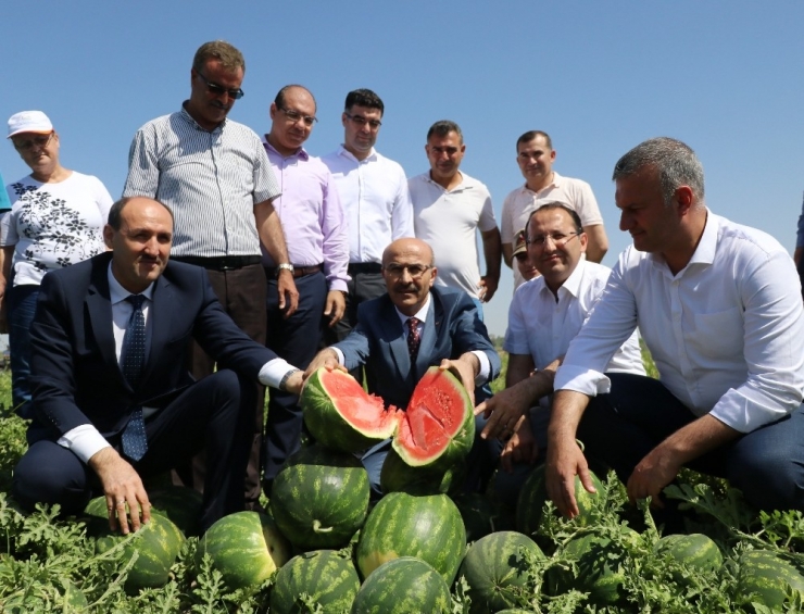 Adana, Yılda 1 Milyon Ton Karpuz Üretiyor