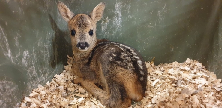 Yol Kenarında Bulunan Yavru Karacaya Ormanya Sahip Çıktı