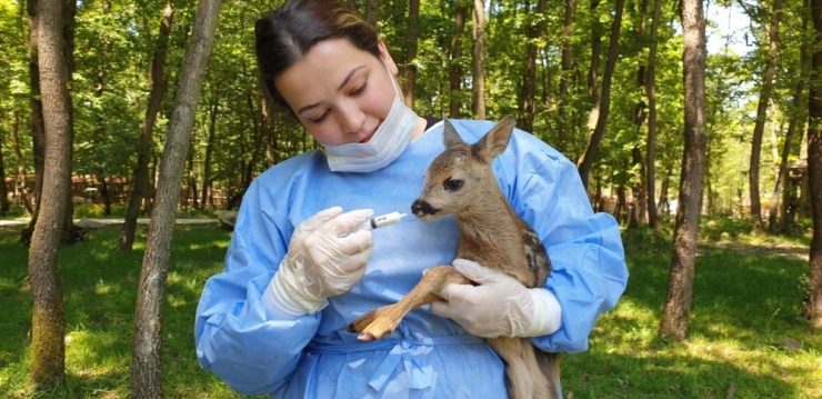 Yol Kenarında Bulunan Yavru Karacaya Ormanya Sahip Çıktı