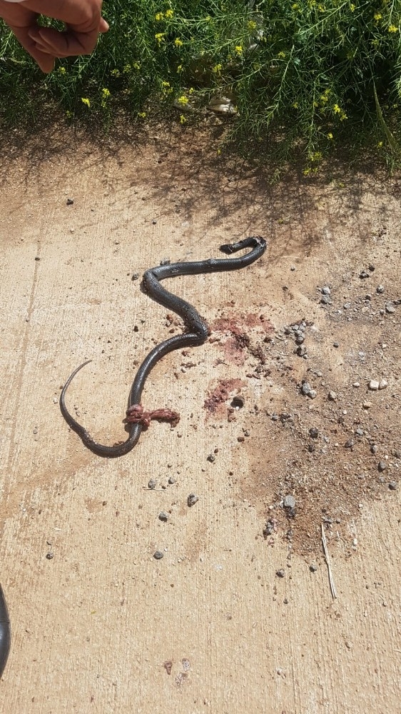 Mardin’de 3 Metrelik Yılan Paniği