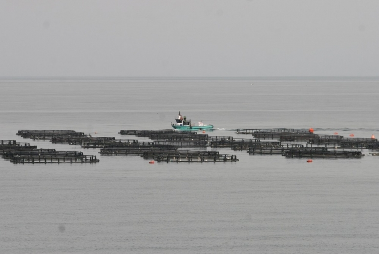 Ordu’da Üretilen Kültür Balıkları Rusya Ve Japonya’ya İhraç Ediliyor