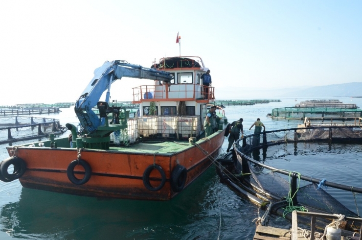 Ordu’da Üretilen Kültür Balıkları Rusya Ve Japonya’ya İhraç Ediliyor