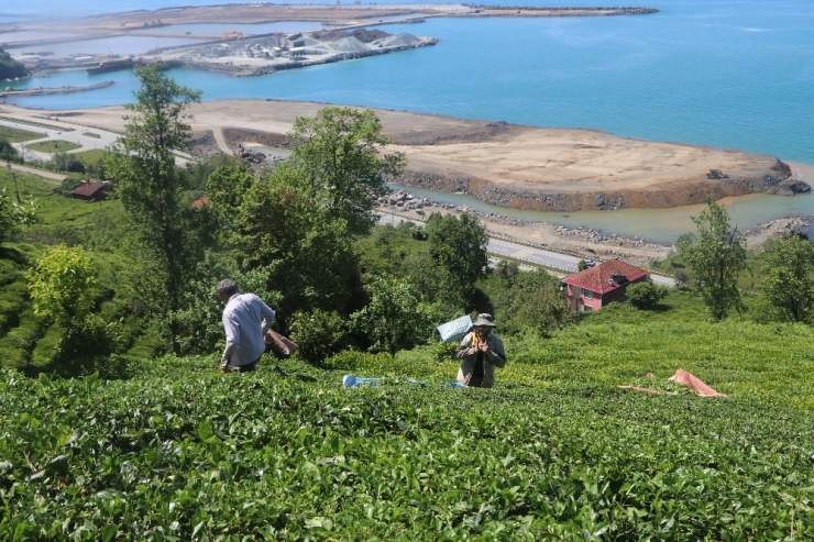 Açıklanan Çay Fiyatı Rizelileri İkiye Böldü