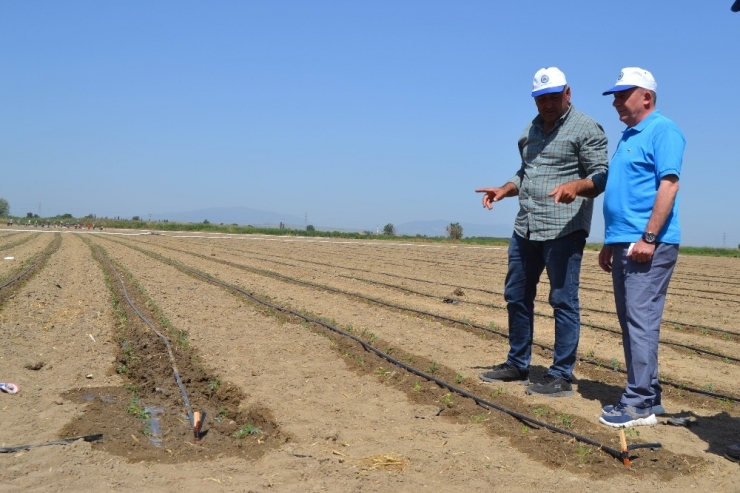 Manisa’da ’Kırmızı Altın’ Toprakla Buluştu