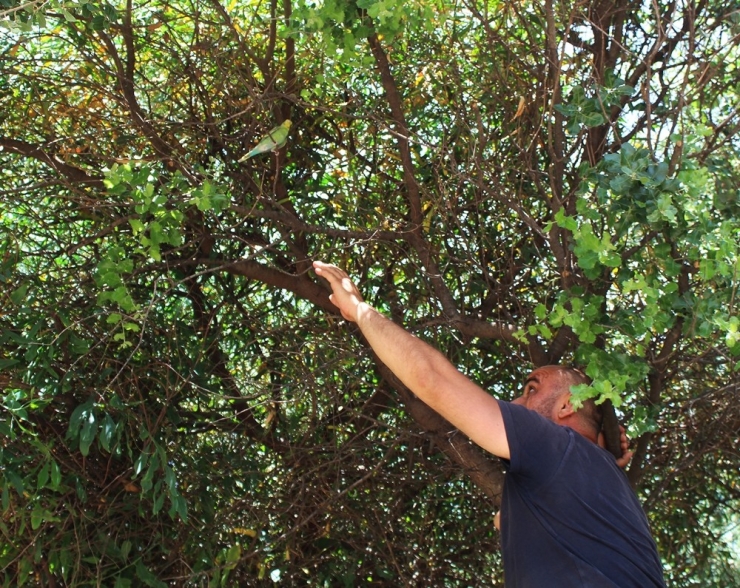 Sahilde Muhabbet Kuşu Kovalamacası