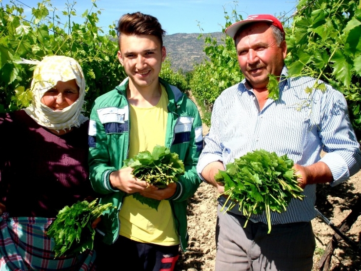 Bağ Yaprağı Üzümden Daha Karlı