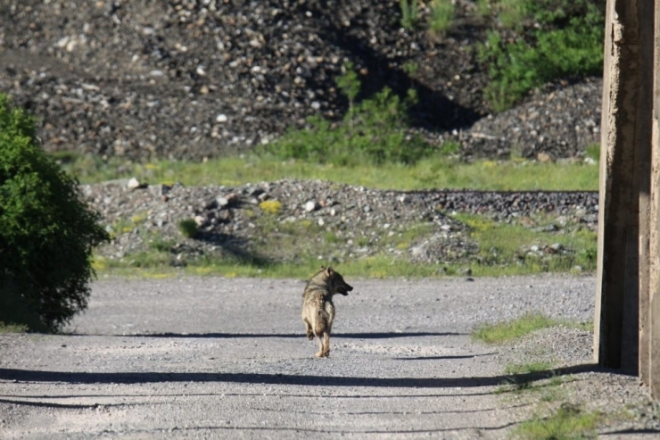 Karayolundan Geçen Kurt Görüntülendi