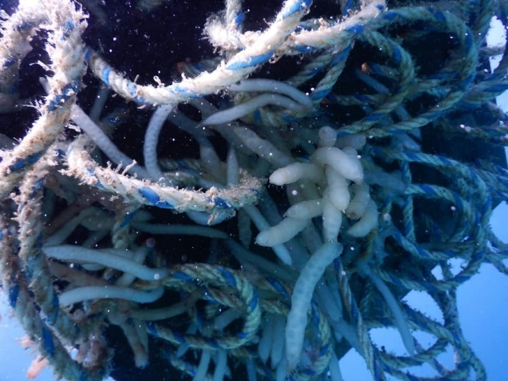 Çeşme’de, Yapay Yuvalardaki Yavru Kalamarlar Görüntülendi