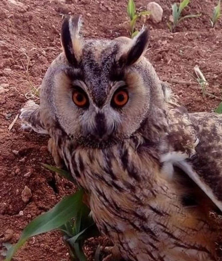 Mazıdağı’nda Nesli Tükenmekte Olan Boynuzlu Baykuş Bulundu