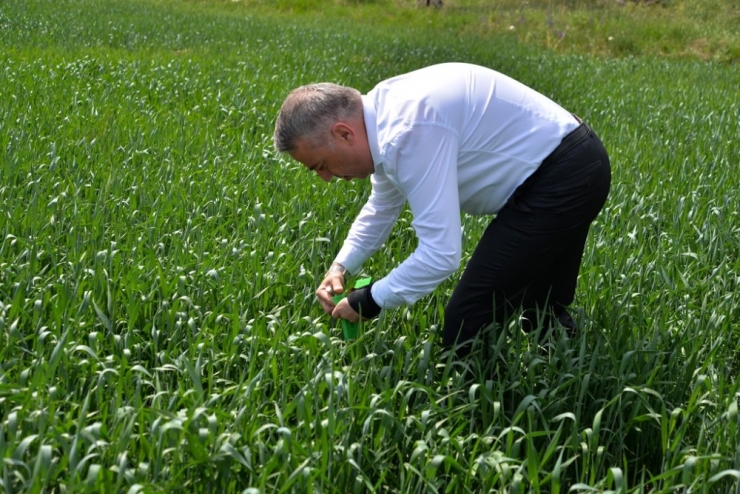 Süne İle Mücadele İçin 180 Bin Parazitoit Salımı Yapıldı