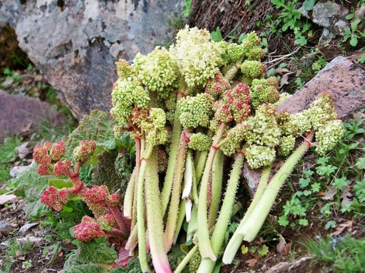 Van Gölü Aktivistlerinden ‘Uçkun Festivali’ Atağı