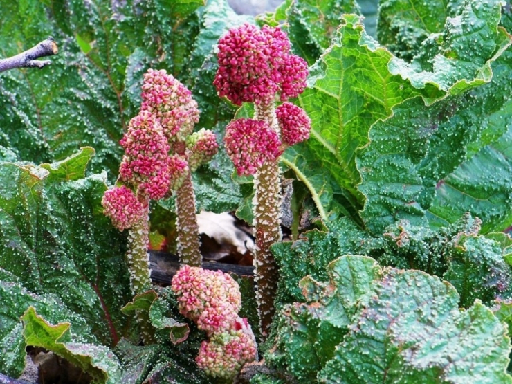 Van Gölü Aktivistlerinden ‘Uçkun Festivali’ Atağı