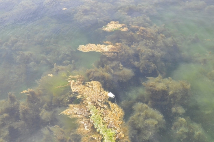 Gerze’de Liman İçinde Yosun Ve Çöp Kirliliği