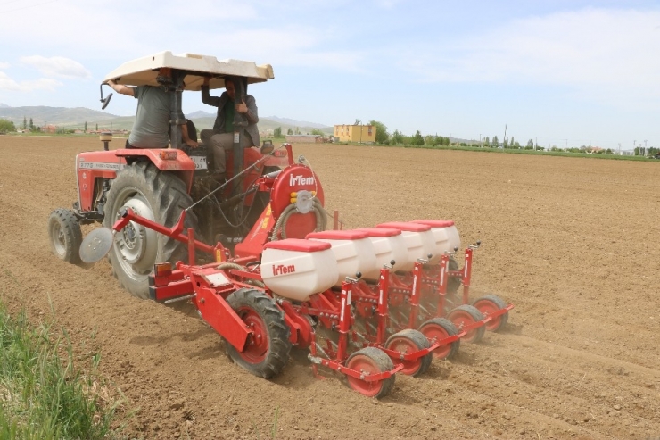 Yerli Fasulye Deneme Ekimi Yapıldı