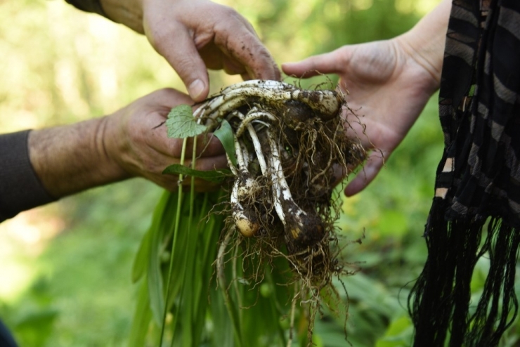 İlaç Sanayinin Gözdesi Kardelen Soğanı Artvin’de Sökülmeye Başlandı