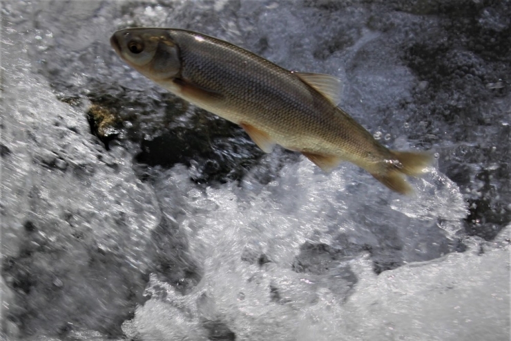 Göç Eden Balıkların Önündeki Engeller Temizlendi